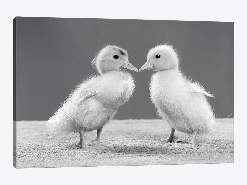1950s Pair Of Ducklings Standing Beak-To-Beak by Vintage Images 1-piece Canvas Artwork