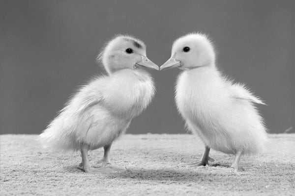 Ducks: 1950s Pair Of Ducklings Standing Beak-To-Beak by Vintage Images