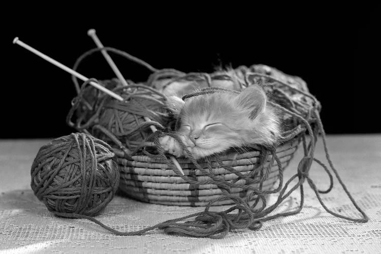 1950s Sleeping Kitten Sleeping In Knitting Yarn Basket