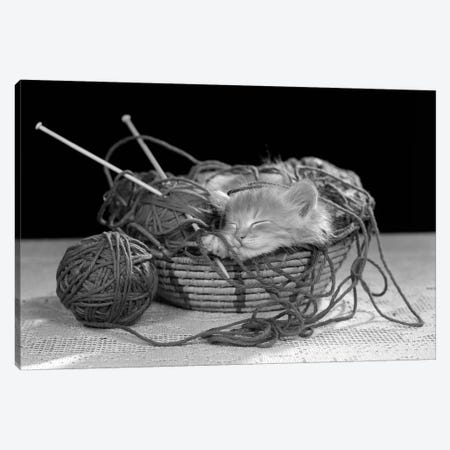 1950s Sleeping Kitten Sleeping In Knitting Yarn Basket Canvas Print #VTG571} by Vintage Images Canvas Artwork