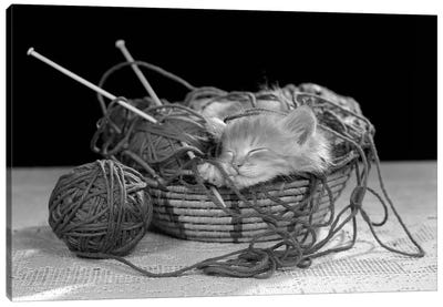 1950s Sleeping Kitten Sleeping In Knitting Yarn Basket Canvas Art Print - Knitting & Sewing
