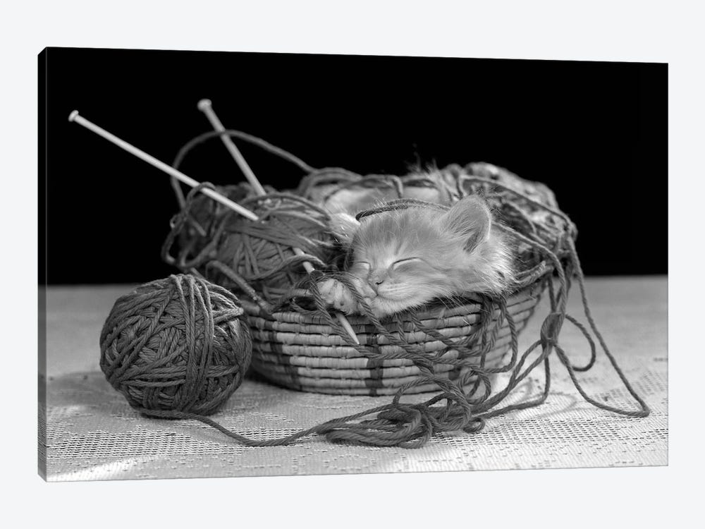 1950s Sleeping Kitten Sleeping In Knitting Yarn Basket by Vintage Images 1-piece Canvas Artwork