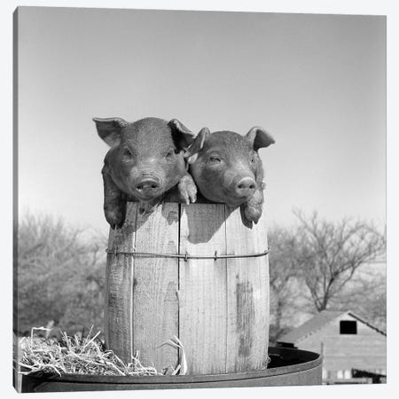 1950s Two Duroc Piglets In A Nail Keg Barrel Farm Barn In Background Pork Barrel Canvas Print #VTG572} by Vintage Images Canvas Wall Art