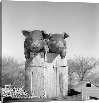 1950s Two Duroc Piglets In A Nail Keg Barrel Farm Barn In Background Pork Barrel Canvas Art Print - Vintage Images