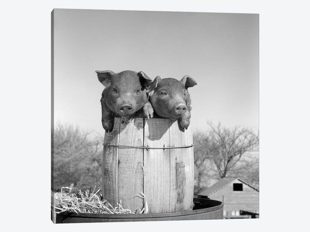 1950s Two Duroc Piglets In A Nail Keg Barrel Farm Barn In Background Pork Barrel by Vintage Images 1-piece Art Print