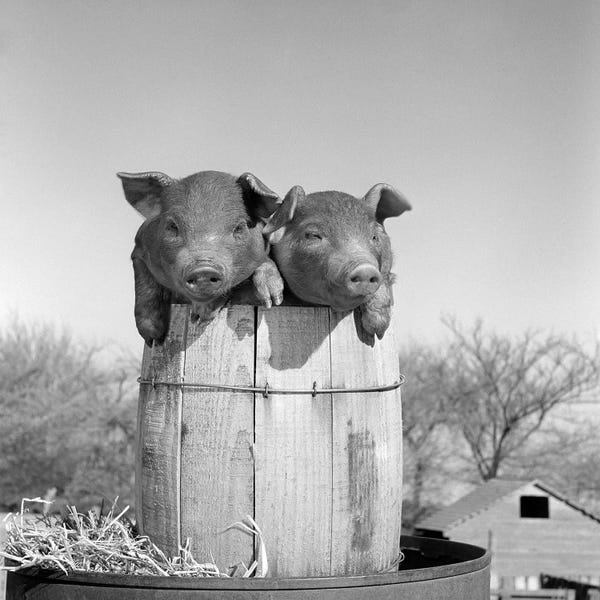 Pigs: 1950s Two Duroc Piglets In A Nail Keg Barrel Farm Barn In Background Pork Barrel by Vintage Images