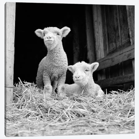 1950s-60s Two Baby Lambs On Straw In Farm Barn Spring Season Canvas Print #VTG574} by Vintage Images Canvas Art Print