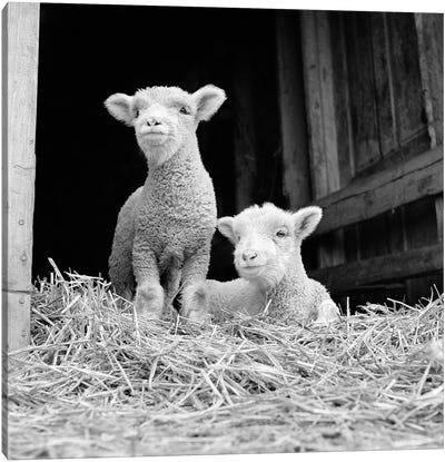 1950s-60s Two Baby Lambs On Straw In Farm Barn Spring Season Canvas Art Print - Sheep Art