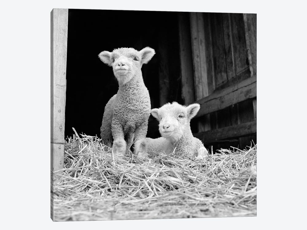 1950s-60s Two Baby Lambs On Straw In Farm Barn Spring Season by Vintage Images 1-piece Canvas Art Print