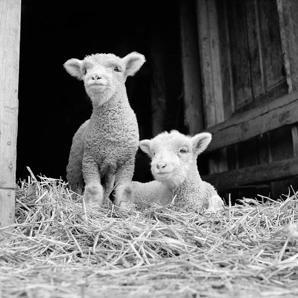 Sheep: 1950s-60s Two Baby Lambs On Straw In Farm Barn Spring Season by Vintage Images