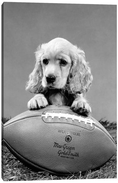 1960s Cocker Spaniel Puppy With Front Paw Resting On American Football Canvas Art Print - Dog Photography