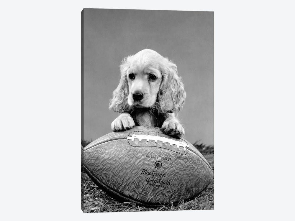 1960s Cocker Spaniel Puppy With Front Paw Resting On American Football by Vintage Images 1-piece Canvas Art