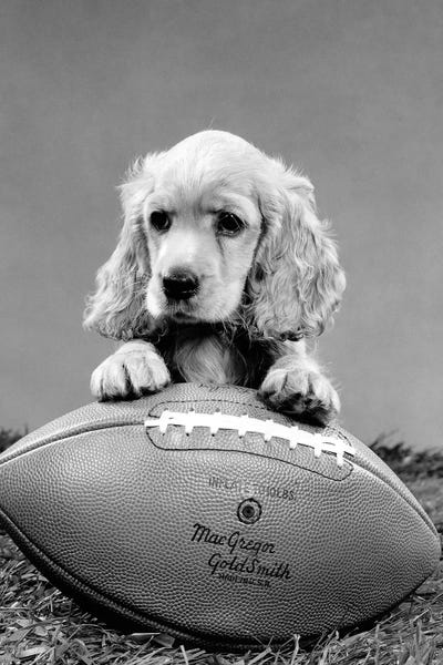 Spaniels: 1960s Cocker Spaniel Puppy With Front Paw Resting On American Football by Vintage Images