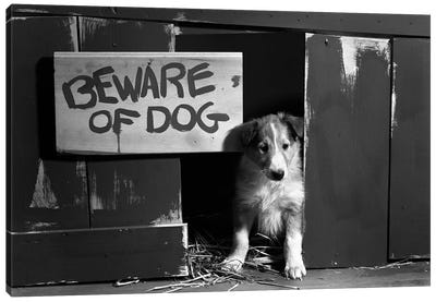 1960s Collie Dog Puppy Sitting In Door Of Doghouse Beware Of Dog Sign Canvas Art Print - Animal & Pet Photography
