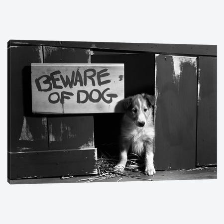 1960s Collie Dog Puppy Sitting In Door Of Doghouse Beware Of Dog Sign Canvas Print #VTG580} by Vintage Images Art Print