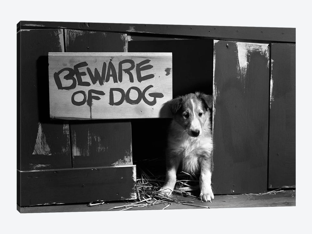 1960s Collie Dog Puppy Sitting In Door Of Doghouse Beware Of Dog Sign by Vintage Images 1-piece Canvas Artwork