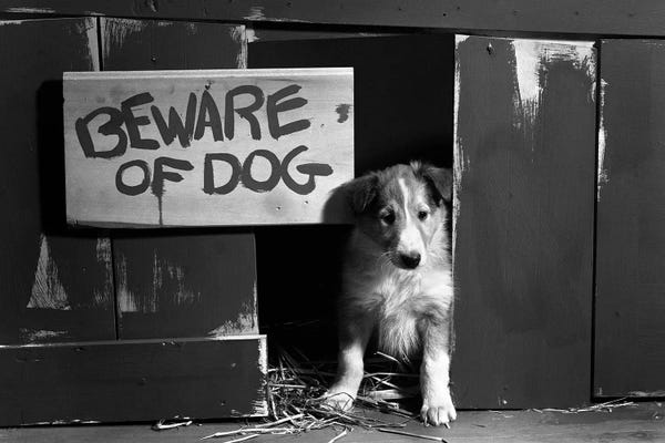 Collies: 1960s Collie Dog Puppy Sitting In Door Of Doghouse Beware Of Dog Sign by Vintage Images