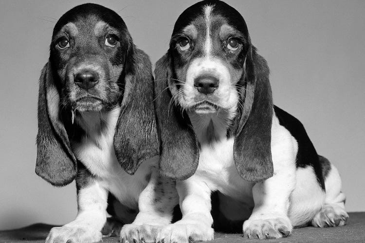 1960s Pair Of Basset Pups Sitting Shoulder-To-Shoulder Looking At Camera