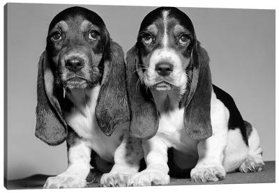 1960s Pair Of Basset Pups Sitting Shoulder-To-Shoulder Looking At Camera Canvas Art Print - Basset Hound Art