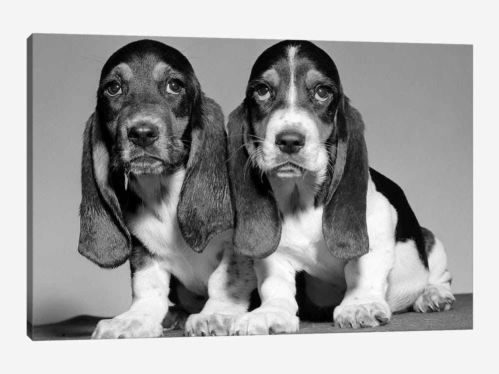 1960s Pair Of Basset Pups Sitting Shoulder-To-Shoulder Looking At Camera 1-piece Canvas Art