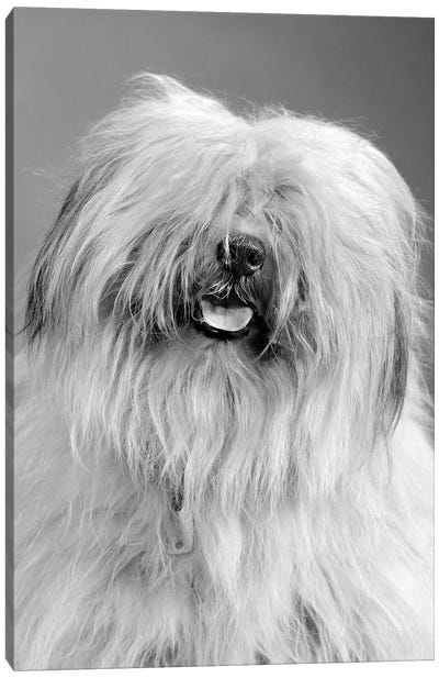 1960s Portrait Of Old English Sheepdog With Hair Covering Eyes & Tongue Barely Hanging Out Looking At Camera Canvas Art Print - Animal & Pet Photography