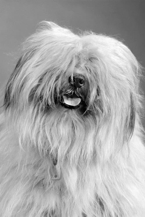 1960s Portrait Of Old English Sheepdog With Hair Covering Eyes & Tongue Barely Hanging Out Looking At Camera