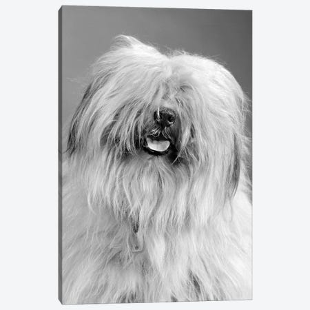 1960s Portrait Of Old English Sheepdog With Hair Covering Eyes & Tongue Barely Hanging Out Looking At Camera Canvas Print #VTG584} by Vintage Images Canvas Artwork