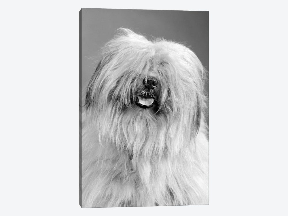 1960s Portrait Of Old English Sheepdog With Hair Covering Eyes & Tongue Barely Hanging Out Looking At Camera by Vintage Images 1-piece Canvas Art