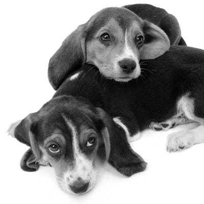 1960s Two Adorable Sad Eyed Beagle Puppies Lying One On Top The Other by Vintage Images metal wall art