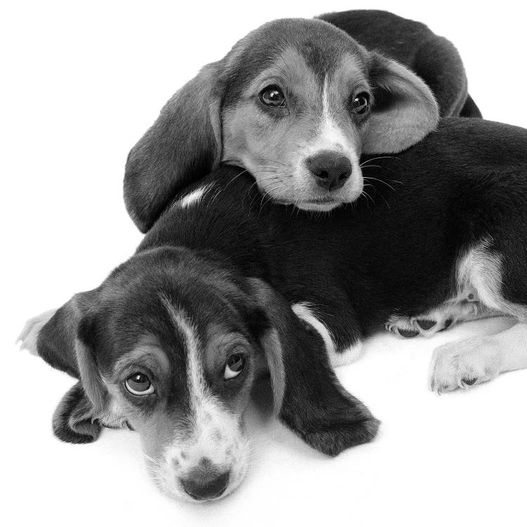 1960s Two Adorable Sad Eyed Beagle Puppies Lying One On Top The Other