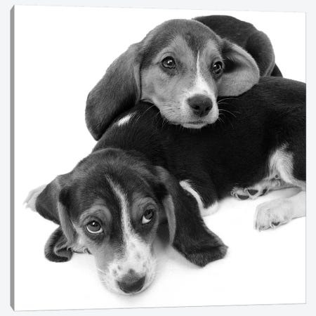 1960s Two Adorable Sad Eyed Beagle Puppies Lying One On Top The Other Canvas Print #VTG591} by Vintage Images Canvas Artwork