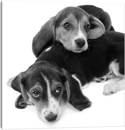 1960s Two Adorable Sad Eyed Beagle Puppies Lying One On Top The Other Canvas Art Print - Beagle Art