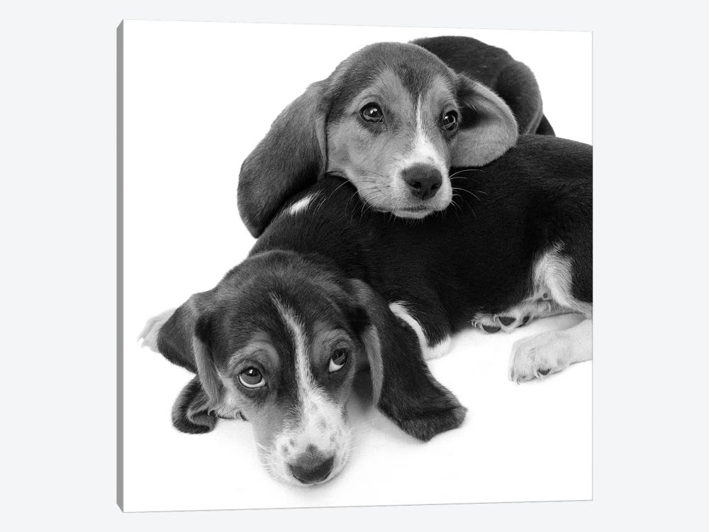 1960s Two Adorable Sad Eyed Beagle Puppies Lying One On Top The Other by Vintage Images 1-piece Canvas Art