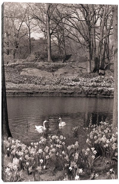 1960s-70s Spring Landscape Pond Lake Daffodils Pair Of Swans Canvas Art Print - Seventies Nostalgia Art