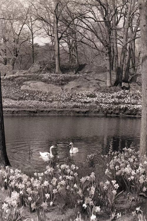 1960s-70s Spring Landscape Pond Lake Daffodils Pair Of Swans by Vintage Images wall art
