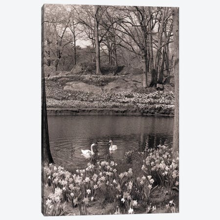 1960s-70s Spring Landscape Pond Lake Daffodils Pair Of Swans Canvas Print #VTG592} by Vintage Images Canvas Art