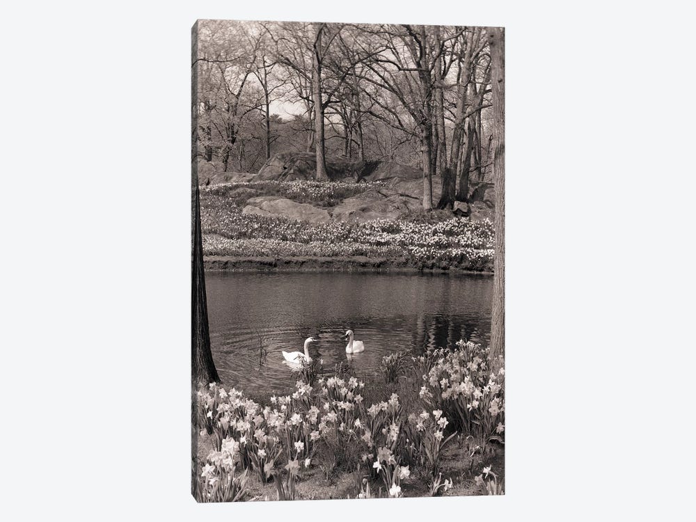 1960s-70s Spring Landscape Pond Lake Daffodils Pair Of Swans by Vintage Images 1-piece Canvas Art Print