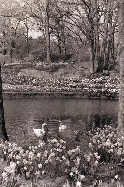 1960s-70s Spring Landscape Pond Lake Daffodils Pair Of Swans