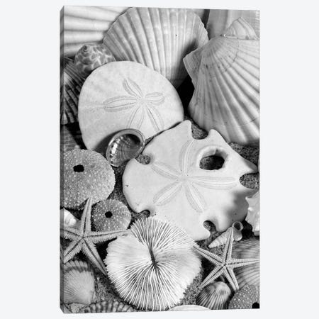 1980s Assortment Of Seashells Sand Dollars Coral And Starfish On Sand Canvas Print #VTG597} by Vintage Images Canvas Art Print
