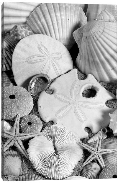 1980s Assortment Of Seashells Sand Dollars Coral And Starfish On Sand Canvas Art Print - Vintage Images