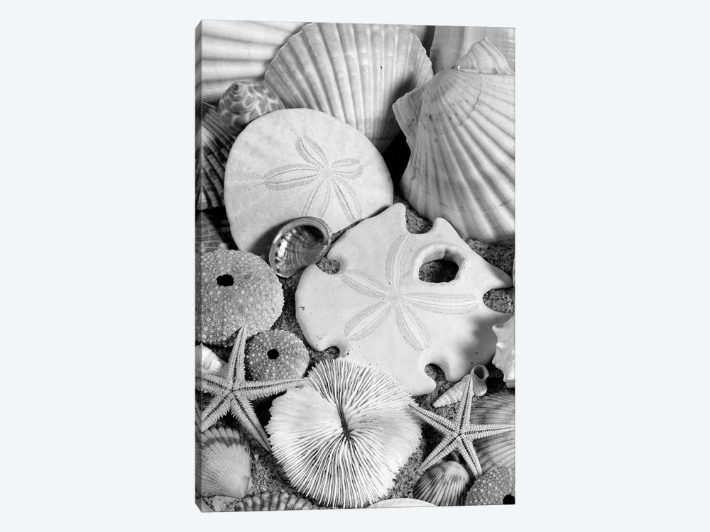 1980s Assortment Of Seashells Sand Dollars Coral And Starfish On Sand by Vintage Images 1-piece Canvas Artwork