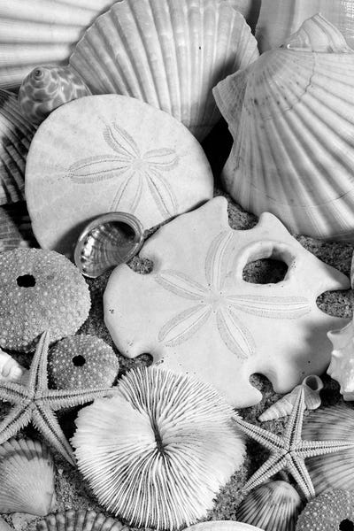 Sea Shells: 1980s Assortment Of Seashells Sand Dollars Coral And Starfish On Sand by Vintage Images