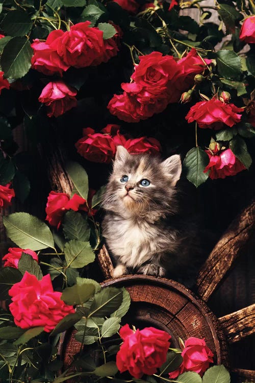1980s Blue Calico Longhaired Kitten