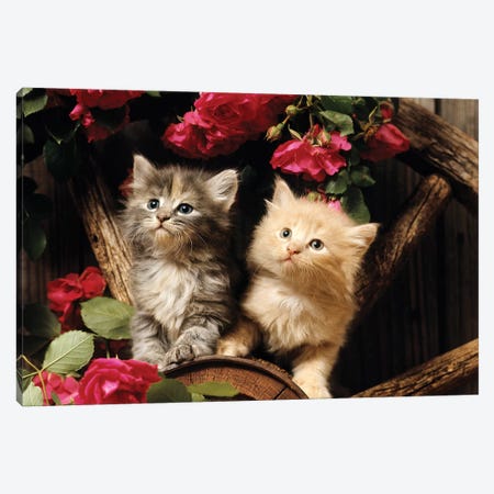 1980s Two Kittens Climbing On Wagon Wheel Amid Wild Red Roses Canvas Print #VTG605} by Vintage Images Art Print