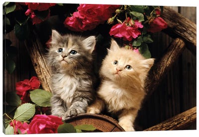 1980s Two Kittens Climbing On Wagon Wheel Amid Wild Red Roses Canvas Art Print - Kitten Art