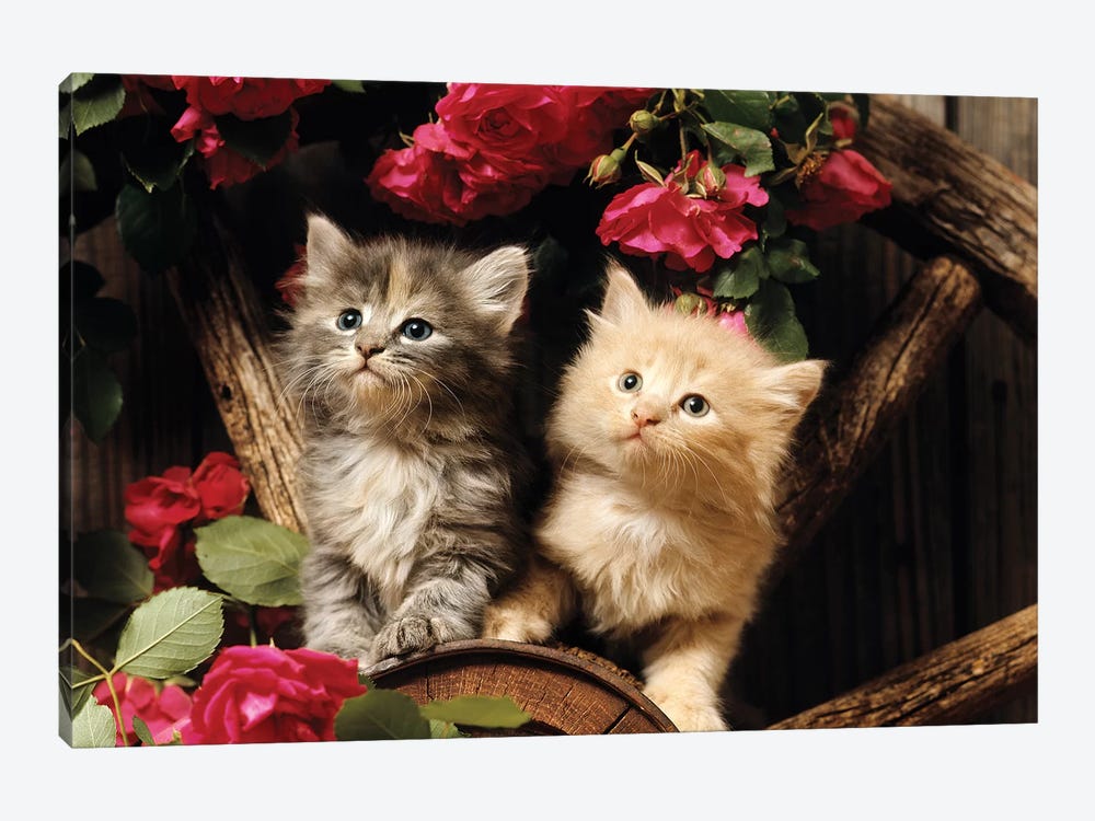 1980s Two Kittens Climbing On Wagon Wheel Amid Wild Red Roses by Vintage Images 1-piece Canvas Print