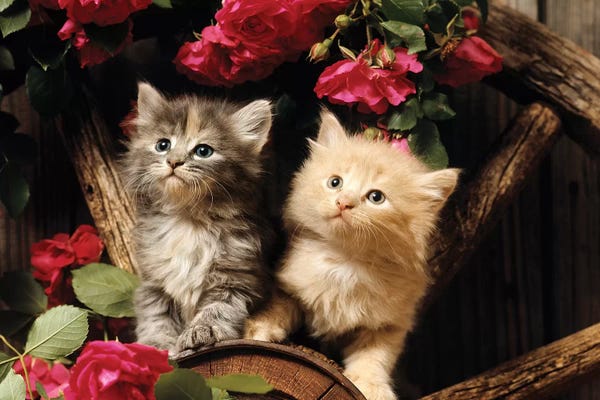 Kittens: 1980s Two Kittens Climbing On Wagon Wheel Amid Wild Red Roses by Vintage Images