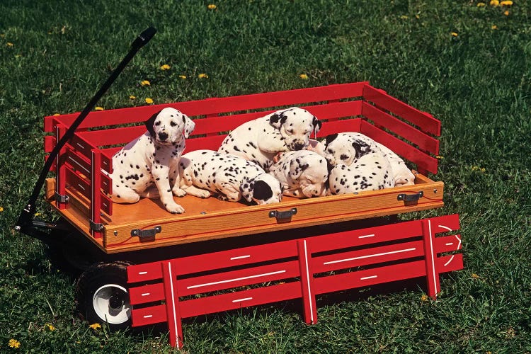 1990s Six Cute Dalmatian Puppy Dogs In Red Wagon