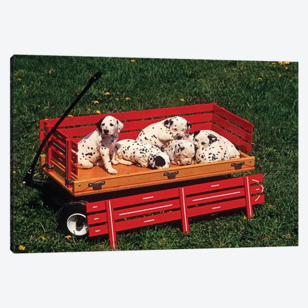 1990s Six Cute Dalmatian Puppy Dogs In Red Wagon Canvas Print #VTG608} by Vintage Images Canvas Artwork