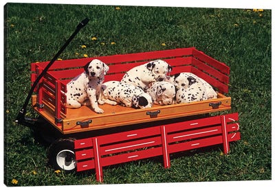 1990s Six Cute Dalmatian Puppy Dogs In Red Wagon Canvas Art Print - Dalmatian Art